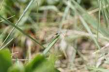 Agrion élégant femelle immature