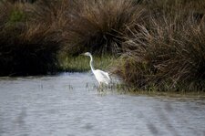 Grande aigrette