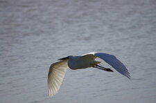 Grande aigrette