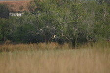 Crabiers chevelus