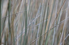 Dortoir à agrions élégants