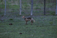 Renard