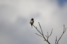 Hirondelle rustique