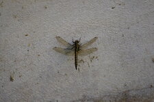 Orthetrum réticulé femelle