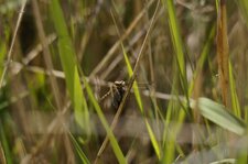 Orthetrum à stylets blancs femelle