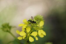 Odynerus sp. - sous réserve