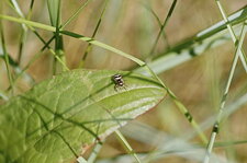 Heliophanus apiatus