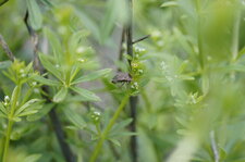 Coreus marginatus