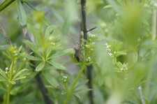 Coreus marginatus