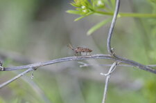 Coreus marginatus