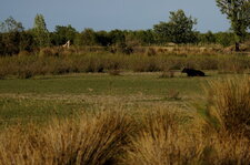 Paysage camarguais
