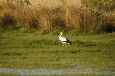 Cigogne blanche