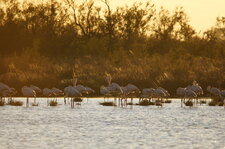 Banc de flamants