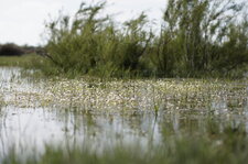 Friche en eau - bis