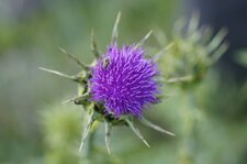 Fleur de chardon marie