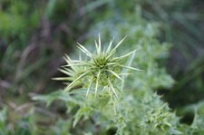Fleur de chardon marie avant éclosion