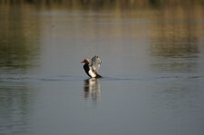 Vue sur le dessous des ailes...