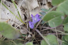 Campanule