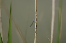 Agrion élégant femelle