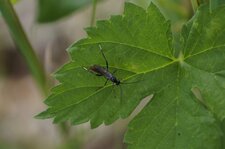 Ichneumon sp.