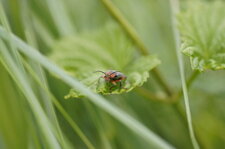 Cantharis