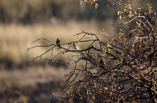 Serins cini