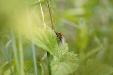 Bombyle bicolore ou bombyle moyen ?