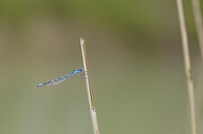 Agrion porte-coupe mâle