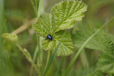 Coptocéphale bleu d