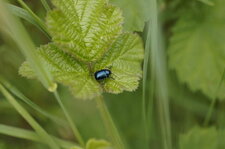 Coptocéphale bleu d