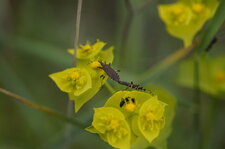 Dicranocephalus albipes