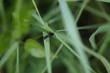 Macrophya montana - sous réserve