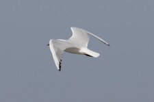 Goeland leucophé