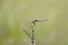 Sympetrum de fonscolombe - femelle
