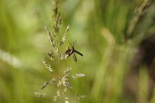 Coléoptère acrobate
