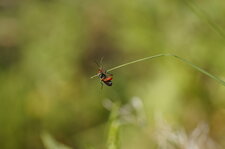 Coléoptère acrobate - fin