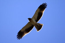 Aigle botté