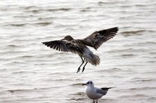 Courlis cendré et mouette rieuse