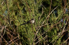 Mésange à longue queue juvénile
