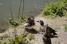 Canard mandarin et ???