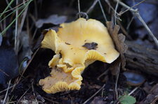 Chanterelle et truc bizarre