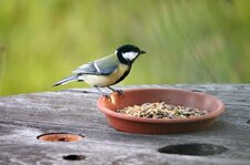 Mésange charbonnière - mâle