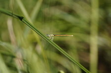Agrion orangé
