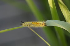 Chenille