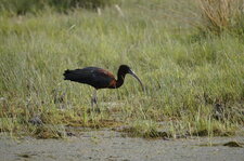 Ibis falcinelle