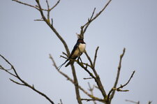Hirondelle rustique