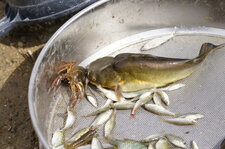 Fricassée de poisse-cailles