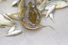 Poisson chat