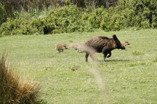 Pigs Family