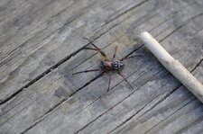 Larinioides sp.